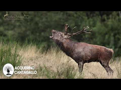 La fauna della Riserva Naturale Acquerino Cantagallo