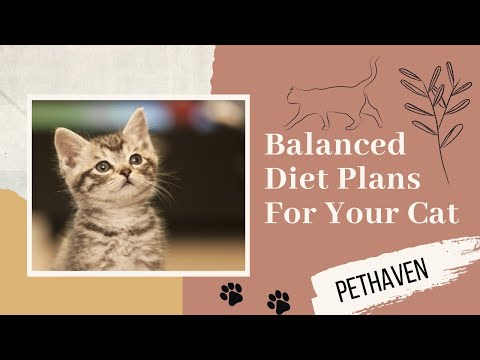 Balanced Diet Plan For Cats | What is the Best Diet for a Cat ? | PetHaven