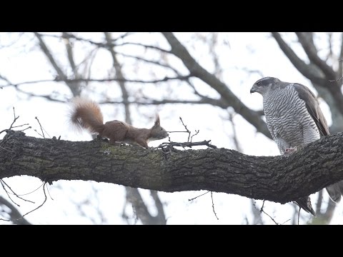 Brave Squirrel vs Goshawk