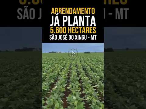 ARRENDAMENTO JÁ PLANTANDO 5.600 HECTARES EM SÃO JOSÉ DO XINGU NO NORTE DO MATO GROSSO