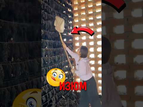 🍇 Как виноград превращают в изюм! #природа #еда #интересно