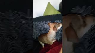 George shoes and curiosity