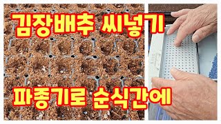 김장배추 가을배추 씨넣기 태산 파종기 이용 괴산절임배추 [배추재배방법]