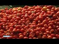 Vandaag is rood: tomatenoorlog in Colombia - RTL NIEUWS
