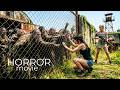 THE DEAD ARE HUNTING THEM Horror Action Full Movie Zombies Escape Survival