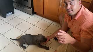 Training 9 Week Old XL American Bully to Sit, down, and come