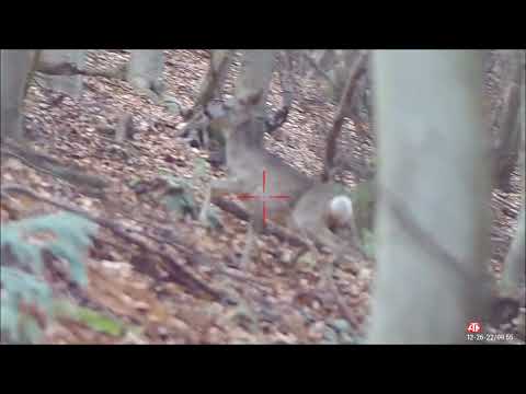 Last driven hunt of year with ATN x -sight 4K