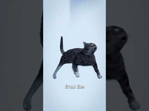 Do Cats Always Land On Their Feet? 🐱