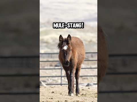 A wild MUSTANG MULE?!? 😍 #horse #donkey #mustang #mule #cute #animals