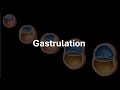 Gastrulation Human Reproduction Class 12 Zoology Telangana Khan Academy