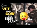 Man with Arm Inside Cow (gross!) | Storyteller Media