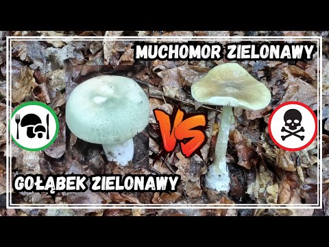 Jak odróżnić Gołąbka Zielonawego (jadalny) od Muchomora Zielonawego (śmiertelnie trujący)