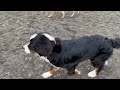 Bernese Mountain Dog puppy for sale