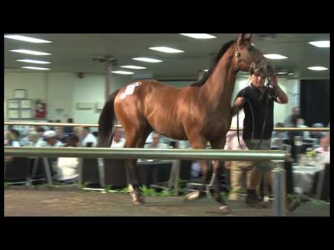 2017 Macic Millions Perth Yearling Sale Day 1 Wrap