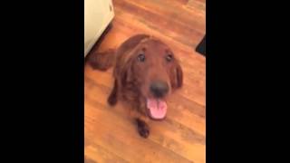 Irish Setter talking back