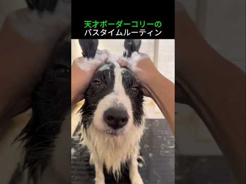 天才ボーダーコリーのバスタイムルーティン