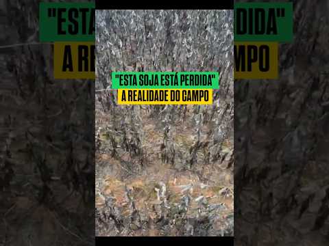 Recebemos este registro de Portelândia (GO) que mostra o desafio enfrentado na soja.