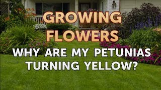 Why Are My Petunias Turning Yellow?