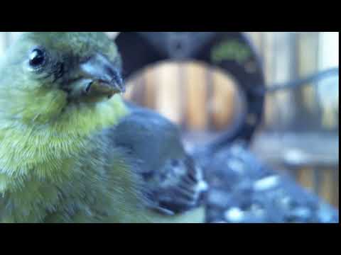 FEMALE LESSER GOLDFINCH