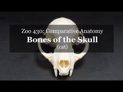 Osteology: Bones of the Skull (cat)