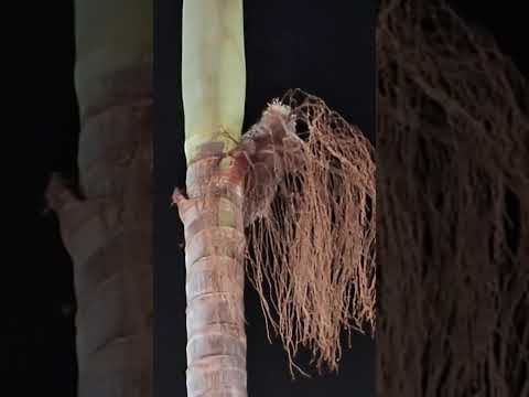 Animal Silvestre Escala Palmeira em meio às festividades de 50 anos de Cidade Ocidental