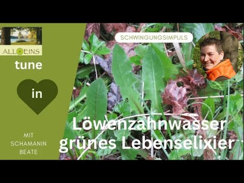 Löwenzahnwasser * grünes Lebenselixier