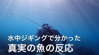 【水中ジギング】オオモンハタの意外な反応とは?ジギングの技術を上げたい方必見です