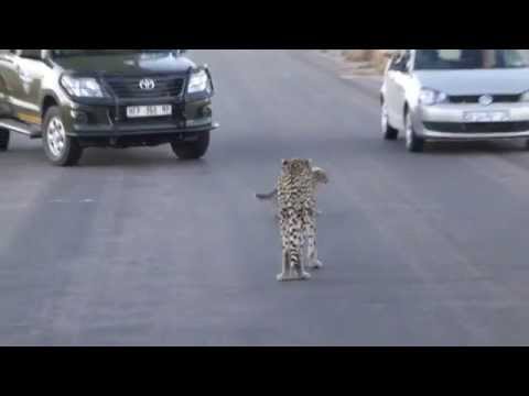 gepard+baby spazieren mitten auf der strasse