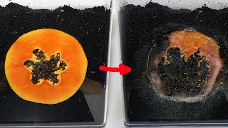 WHEN THE SOIL IS ALIVE - Papaya turning to dirt