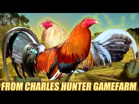 Sweater Yellow Leg Hatch And Beautiful Bulik Hatch Albany | FROM CHARLES HUNTER GAMEFARM