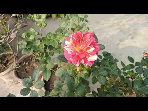 beautiful rose section in umama's garden