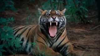 Tori Amos   A Sorta Fairytale