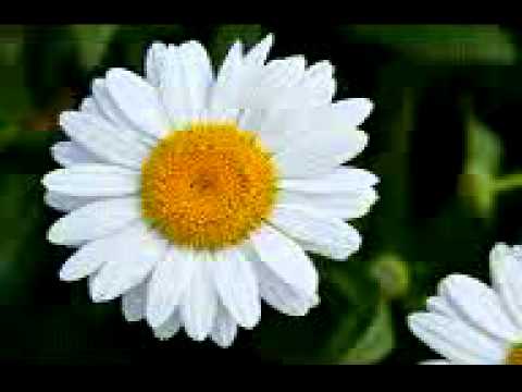 Ale Imran(14-20)Dars e Quran_Maulana Jamil Ahmad Siddiqui Sb