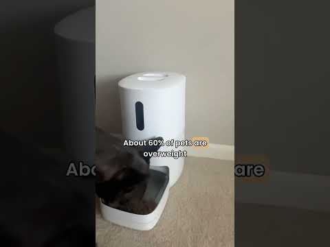 Worries about irregular feeding times?