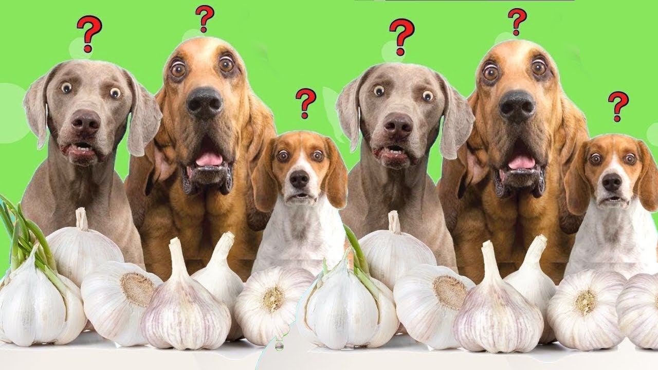 Alho para Cachorro: como começar a dar | Dr. Edgard Gomes