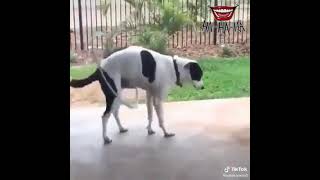 Download lagu bigo live ml sama anjing mp3 Download lagu bigo live ml sama anjing mp3