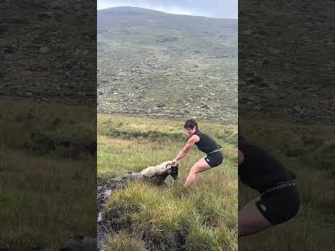 What happened next will melt your heart ❤️🥹 @‌adventureswithlynne #AnimalRescue #SheepLovers