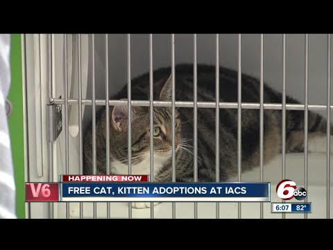 Adopt a cat or kitten for free through the weekend at Indy Animal Care Services