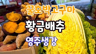 고구마 맛집! 꿀호박고구마.황금절임배추.영주 생강 실시간 생방송
