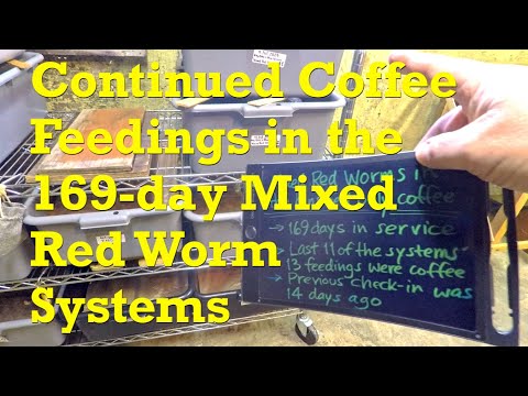 Coffee-only feeding #12 (of 14 feedings in total) in mixed red worm bins on day 169 - vermicompost