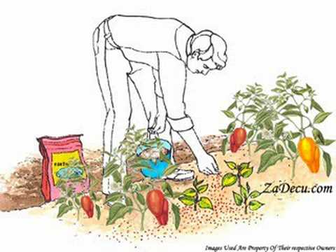 Išli smo u Afriku Da Sadimo Papriku