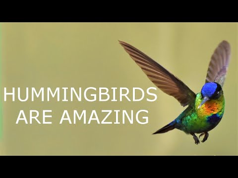 Incredible Hummingbird Metabolism Facts!