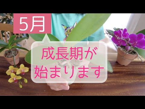 冬に蘭の世話をするにはどうすればよいですか？力強く成長するための5つの重要なステップ  庭園