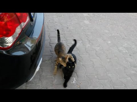 Male cat is chasing female cat - White Cat couldn't catch