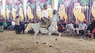 كلينتون عرابي واسلام البيطار حفلة احمد الموجي بلقاس 2025