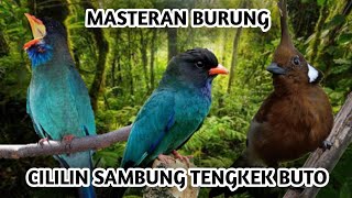 Download lagu SUARA TENGKEK BUTO SAMBUNG CILILIN ROLL ||COCOK UNTUK MASTERAN BURUNG|| mp3 Download lagu SUARA TENGKEK BUTO SAMBUNG CILILIN ROLL ||COCOK UNTUK MASTERAN BURUNG|| mp3