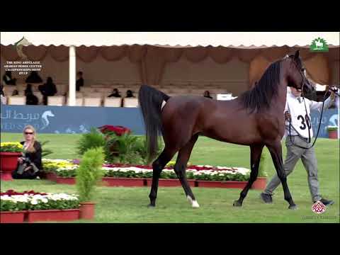 N 309 GHAZAL LNJ II   KAAHC 2019   Colts 3 Years Old Class 9A