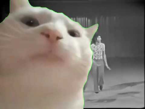 Cat vibing to Hot Butter - Popcorn (Dance)