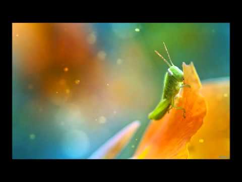 Silberne Perlen Und Rote Korallen - Anita &…