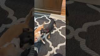 Video preview image #1 Chiweenie Puppy For Sale in Oakhurst, NJ, USA